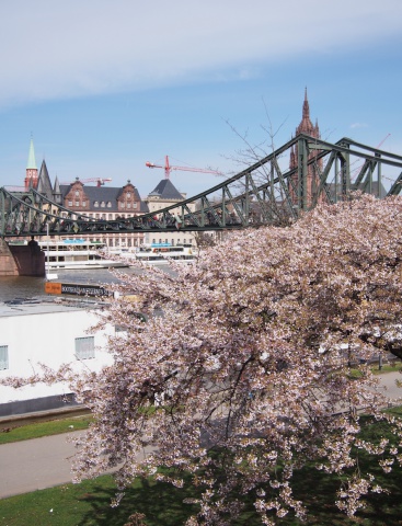フランクフルトの桜